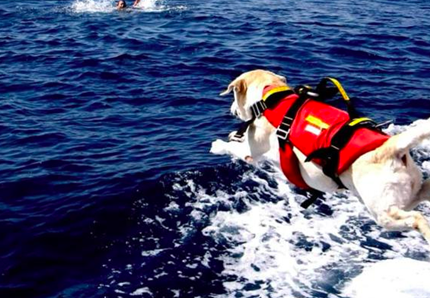 Cani bagnino salvano una turista e un bimbo